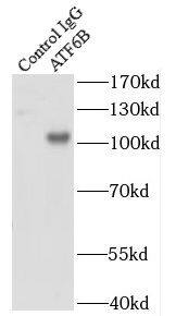 ATF6 beta Antibody - BSA Free