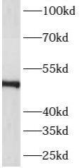 ASZ1 Antibody - BSA Free