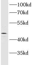 ASCC1 Antibody - BSA Free