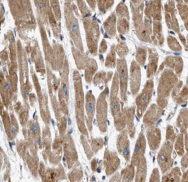 ASB13 Antibody - BSA Free