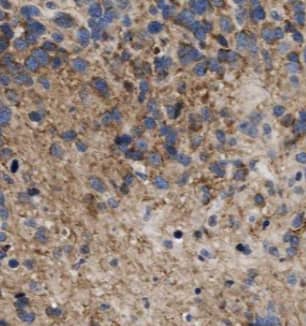 ARPP19 Antibody - BSA Free