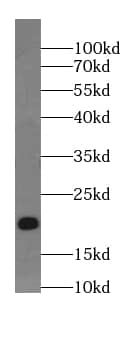 ARPP19 Antibody - BSA Free