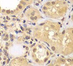 ARNT2 Antibody - BSA Free