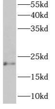 ARMER Antibody - BSA Free