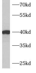 ARMCX3 Antibody - BSA Free