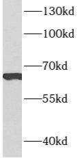 ARMCX2 Antibody - BSA Free