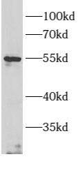 ARMC5 Antibody - BSA Free