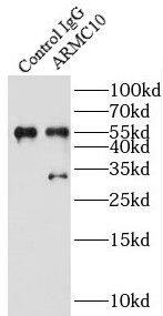 ARMC10 Antibody - BSA Free