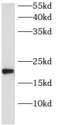 ARL8B Antibody - BSA Free
