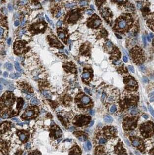 ARL8B Antibody - BSA Free