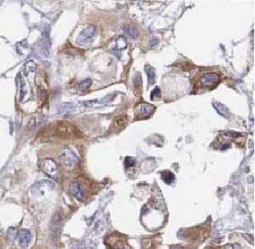 ARL5B Antibody - BSA Free