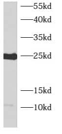 ARL4C Antibody - BSA Free