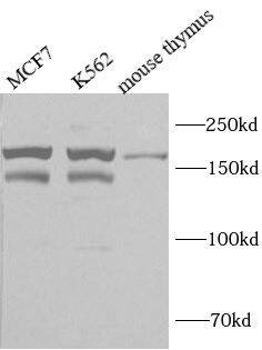 BRCAA1 Antibody - BSA Free