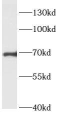 ARHGEF7 Antibody - BSA Free