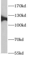 p114RhoGEF Antibody - BSA Free