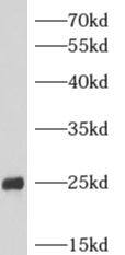 ARHGDIG Antibody - BSA Free