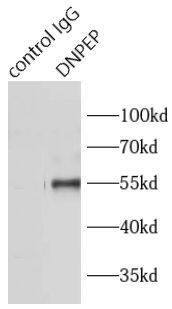 Aspartyl Aminopeptidase Antibody - BSA Free