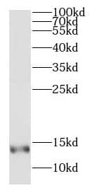 Dynein light chain 4 Antibody - BSA Free