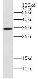 DjC9 Antibody - BSA Free