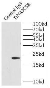DNAJC5B Antibody - BSA Free