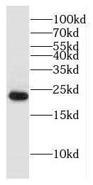 DNAJC5B Antibody - BSA Free