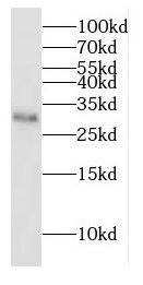 DNAJC4 Antibody - BSA Free