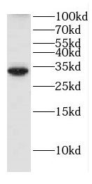 RBJ Antibody - BSA Free