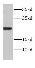 DNAJC15 Antibody - BSA Free
