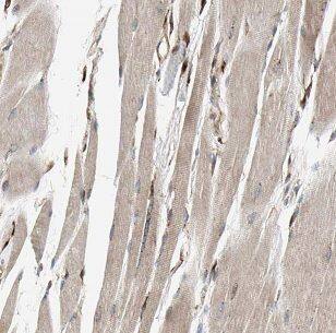 DNAJC11 Antibody - BSA Free
