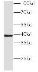 DNAJB5 Antibody - BSA Free