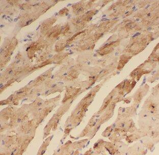 DNAJB5 Antibody - BSA Free