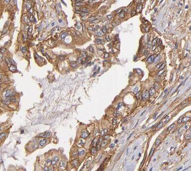 DNAJB4 Antibody - BSA Free