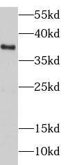 DNAJB4 Antibody - BSA Free