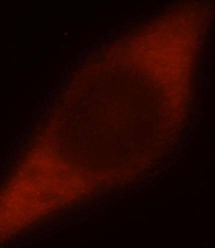 DNAJB4 Antibody - BSA Free