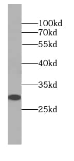 HCG3 Antibody - BSA Free