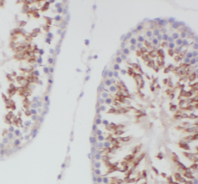 HCG3 Antibody - BSA Free