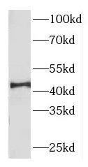DNAJB14 Antibody - BSA Free