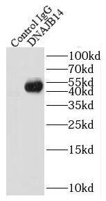 DNAJB14 Antibody - BSA Free