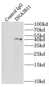 DNAJB11 Antibody - BSA Free