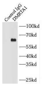 DMRTA1 Antibody - BSA Free