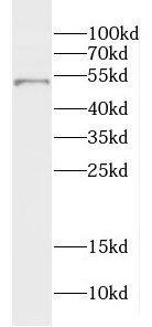 Dermokine beta Antibody - BSA Free