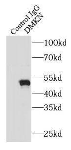 Dermokine beta Antibody - BSA Free