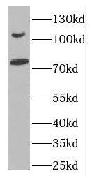 DLG5 Antibody - BSA Free