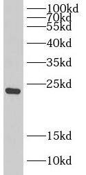 DIRAS1 Antibody - BSA Free
