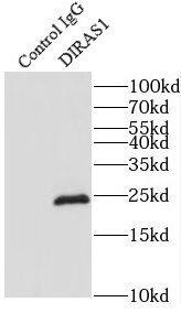 DIRAS1 Antibody - BSA Free