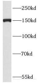 DHX29 Antibody - BSA Free