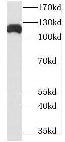 DHX16 Antibody - BSA Free