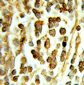 DHX16 Antibody - BSA Free