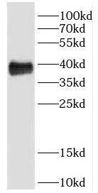 DHDH Antibody - BSA Free
