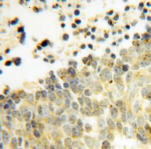 DEXI Antibody - BSA Free